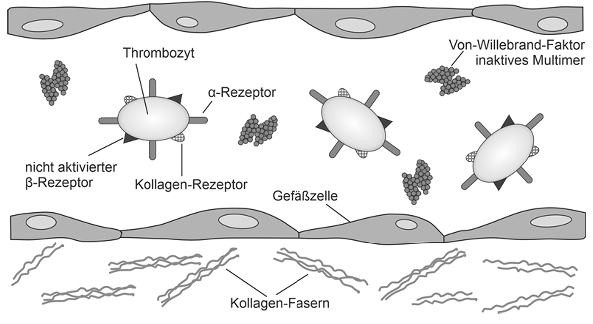 Schematische Darstellung von Thrombozyten, Gefäßwand, Kollagenfasern und Von‑Willebrand‑Faktor